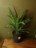 Chinese Evergreen 'Cutlass' 6 Inch