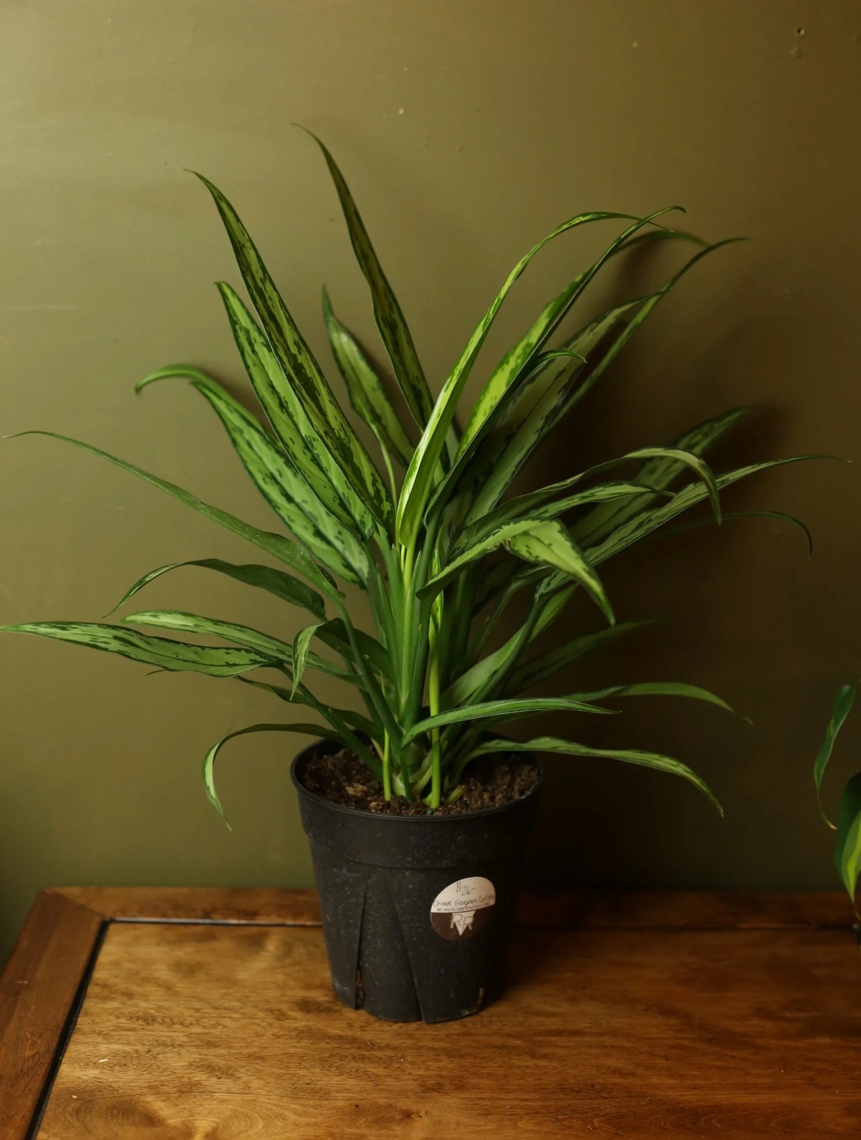 Chinese Evergreen 'Cutlass' 6 Inch