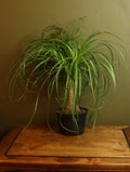 Ponytail Palm 6 Inch