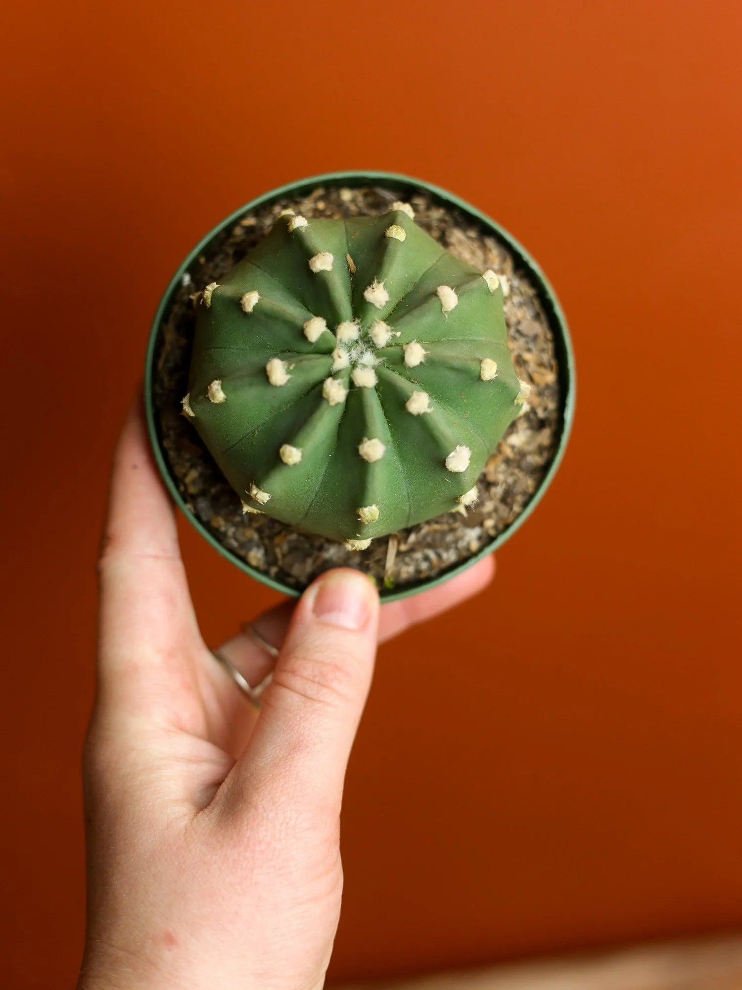 Easter Lily Cactus 4 Inch