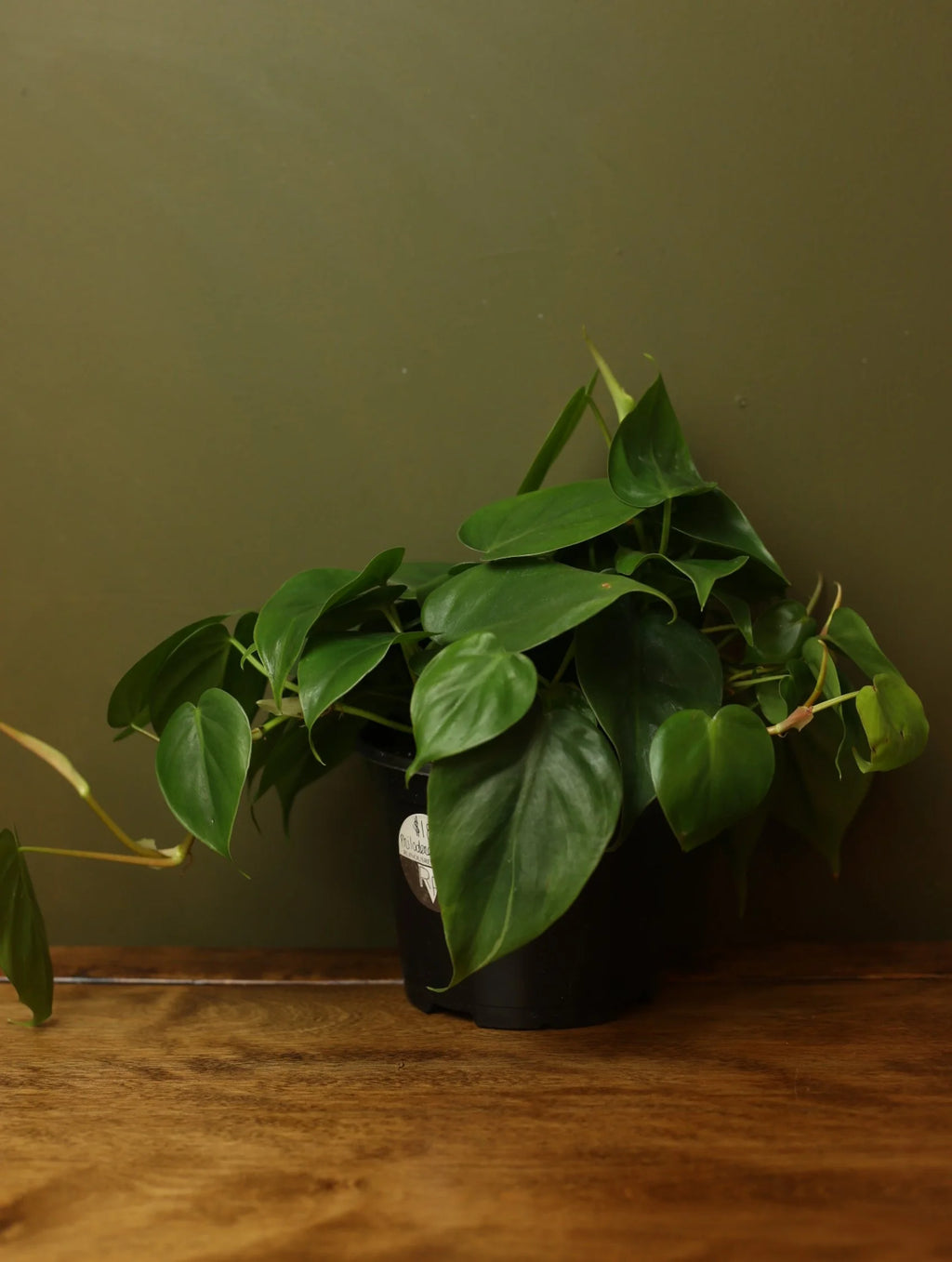 Heart Leaf Philodendron 6 Inch