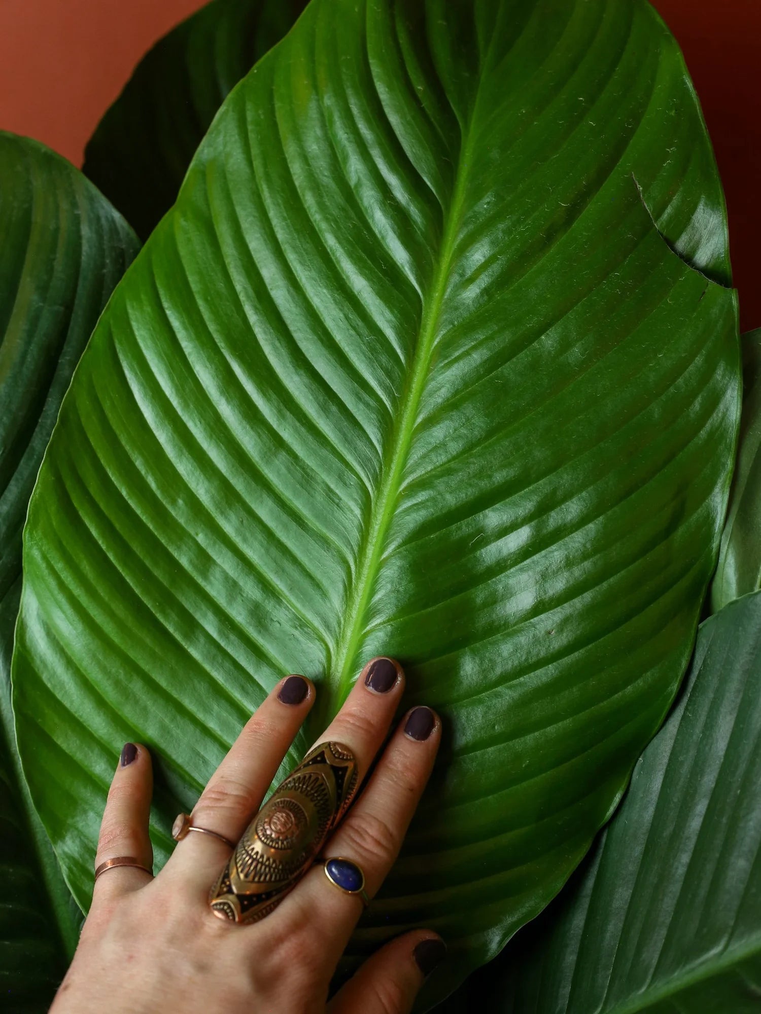Sensation Peace Lily 10 Inch