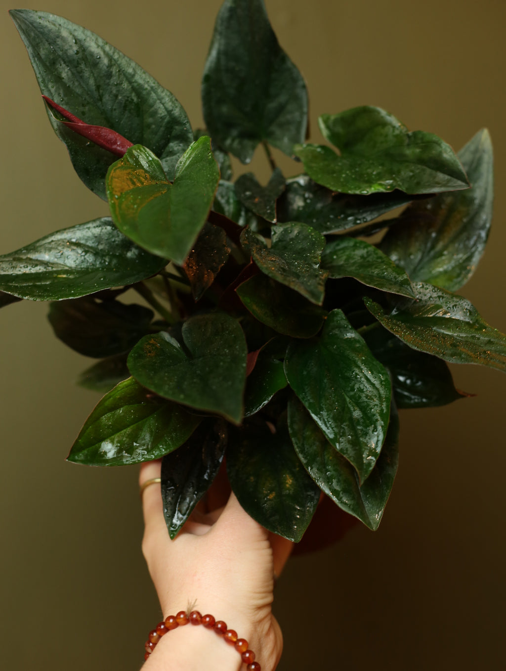 Syngonium Erythrophyllum 'Red Arrow 6 inch