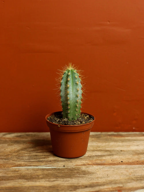 Blue Columnar Cactus 3 Inch