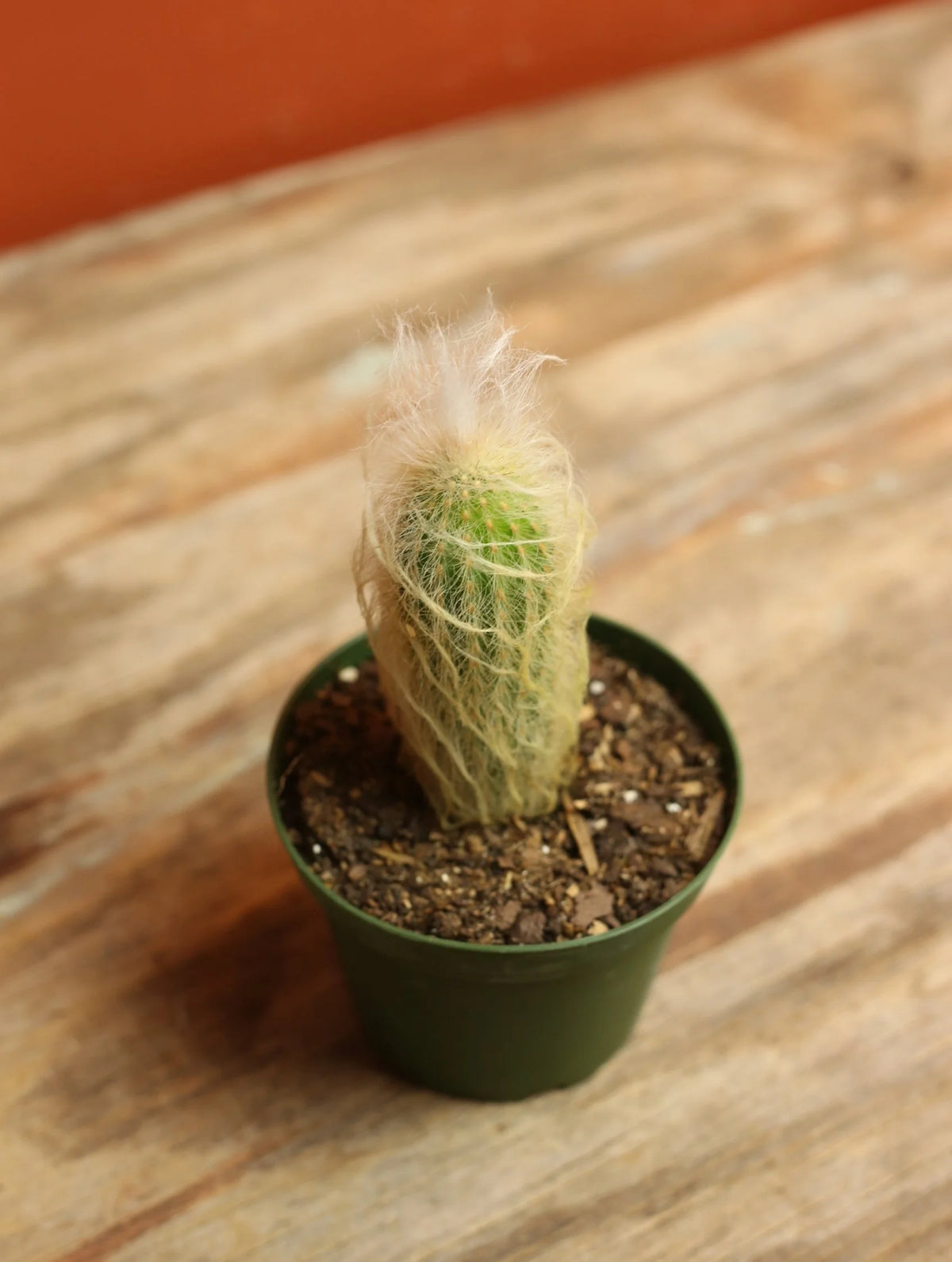 Peruvian Old Man Cactus 4 Inch