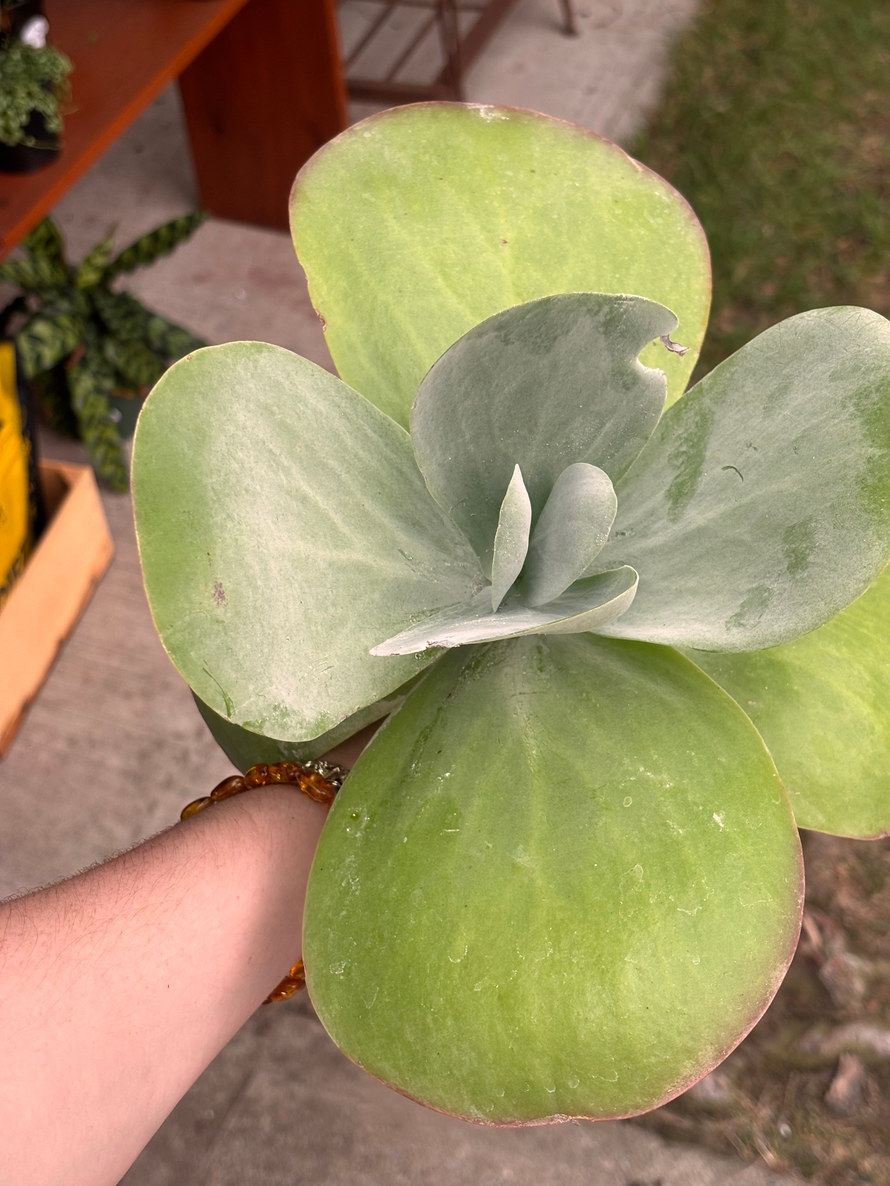 Kalanchoe Flapjack 4 inch