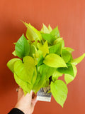 Neon Pothos 6 Inch