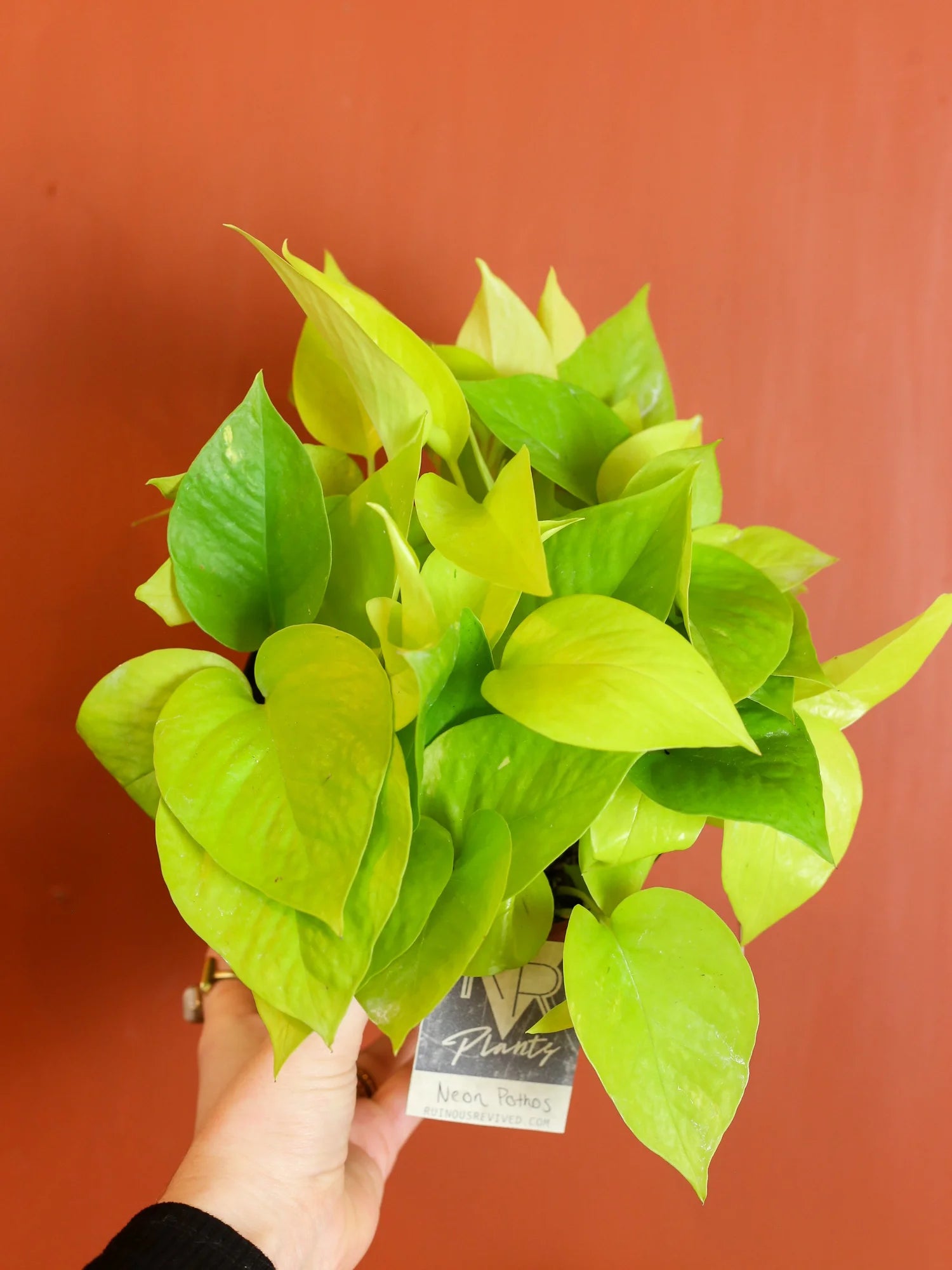 Neon Pothos 6 Inch