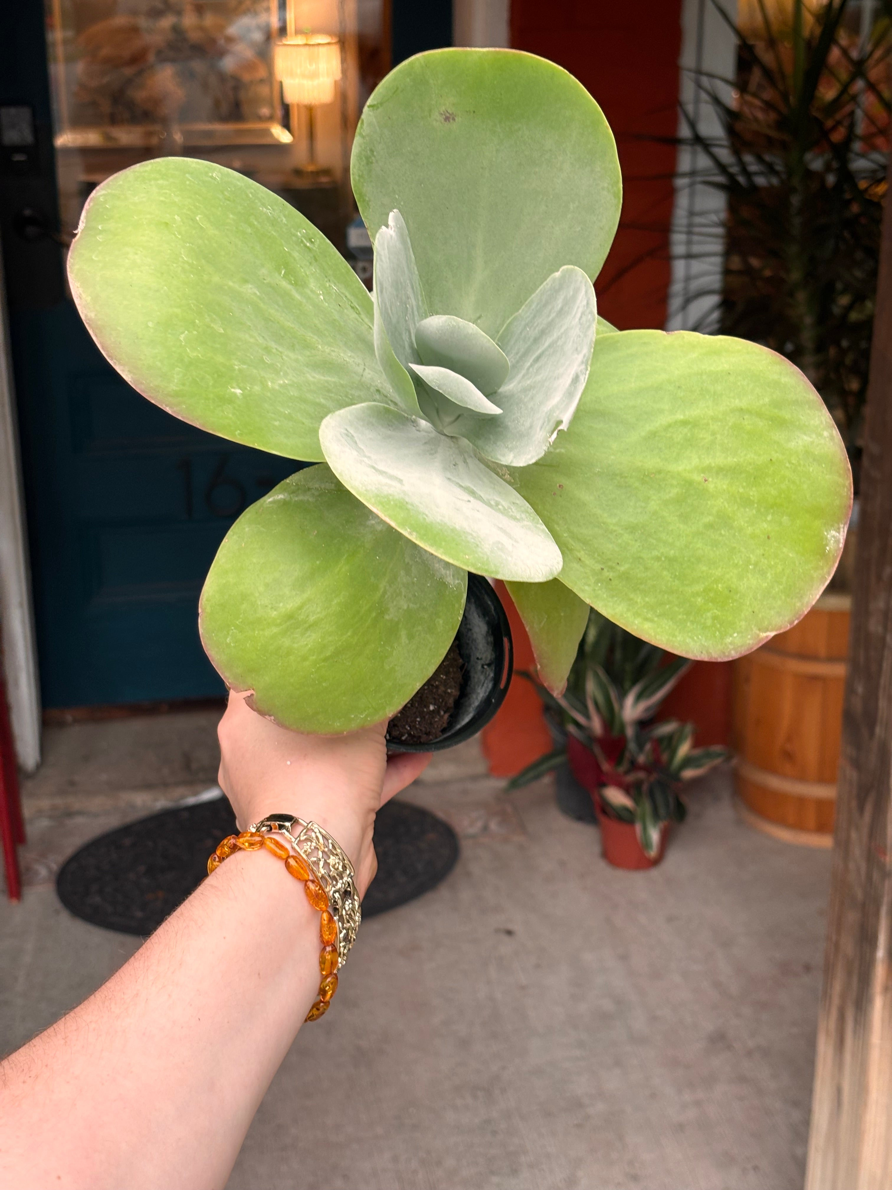 Kalanchoe Flapjack 4 inch
