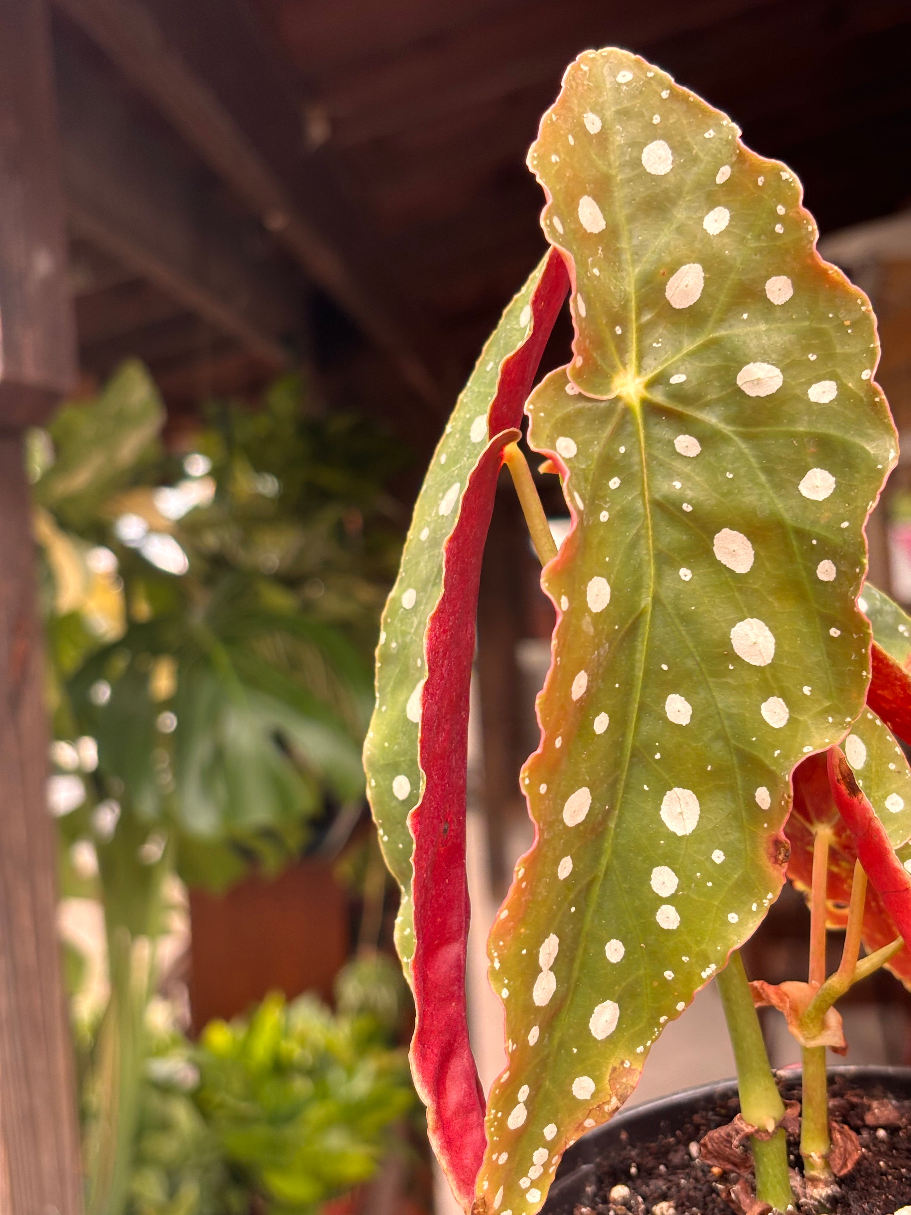 Begonia maculata 4 inch