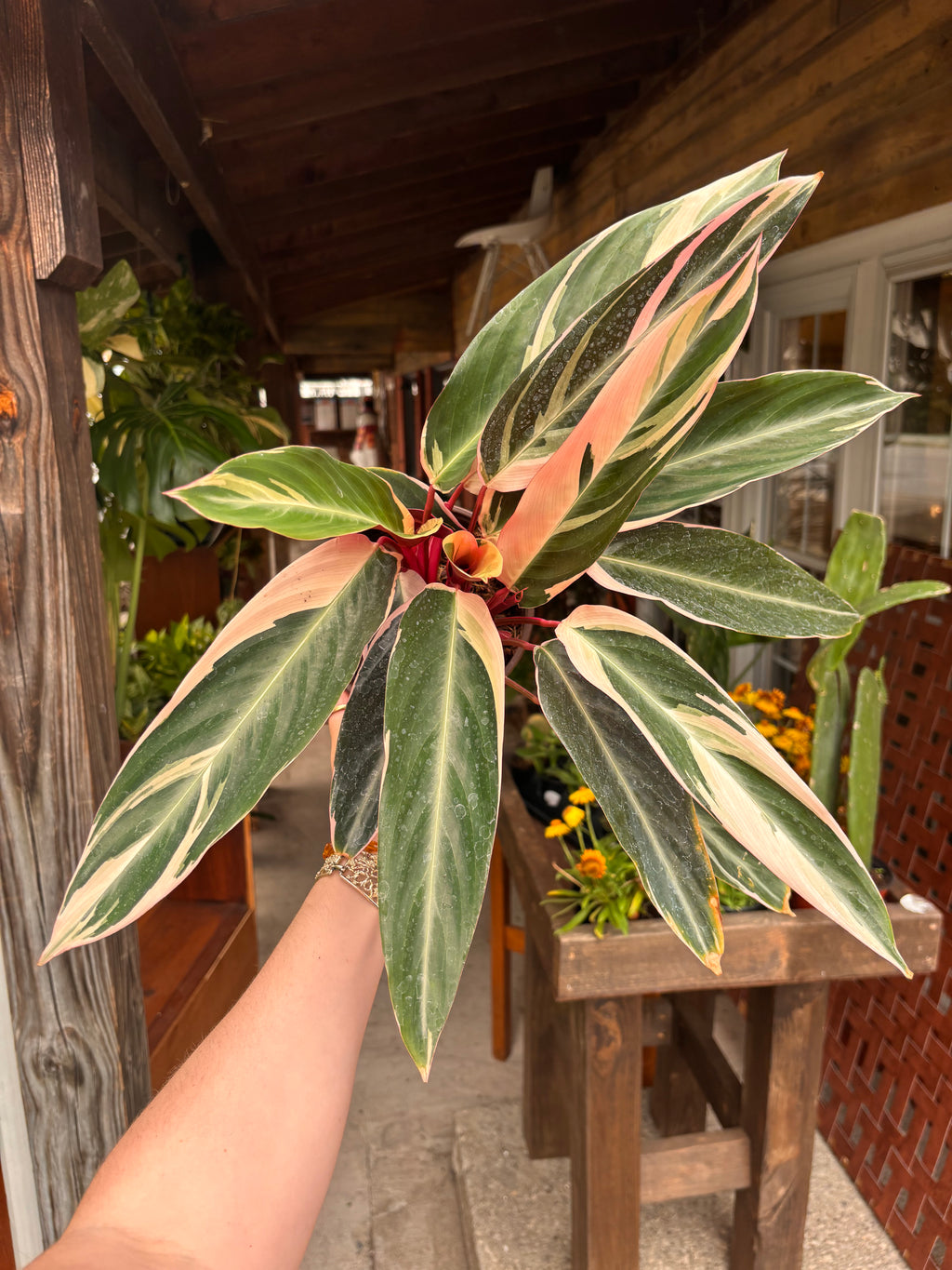 Stromanthe Triostar 6 inch