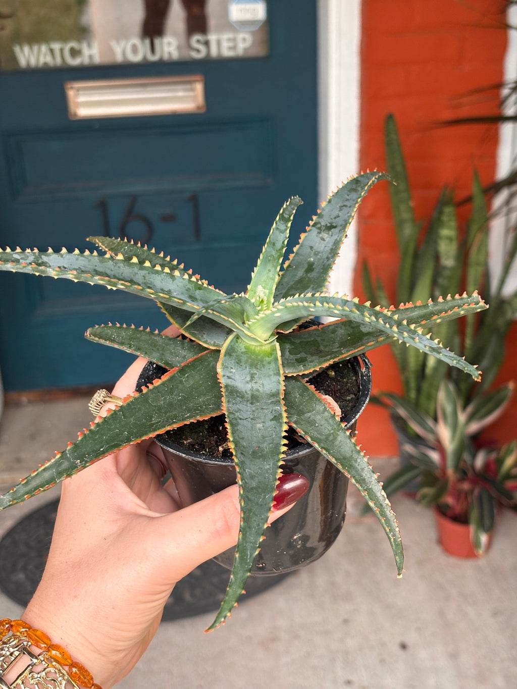 Aloe Christmas sleigh 4 inch