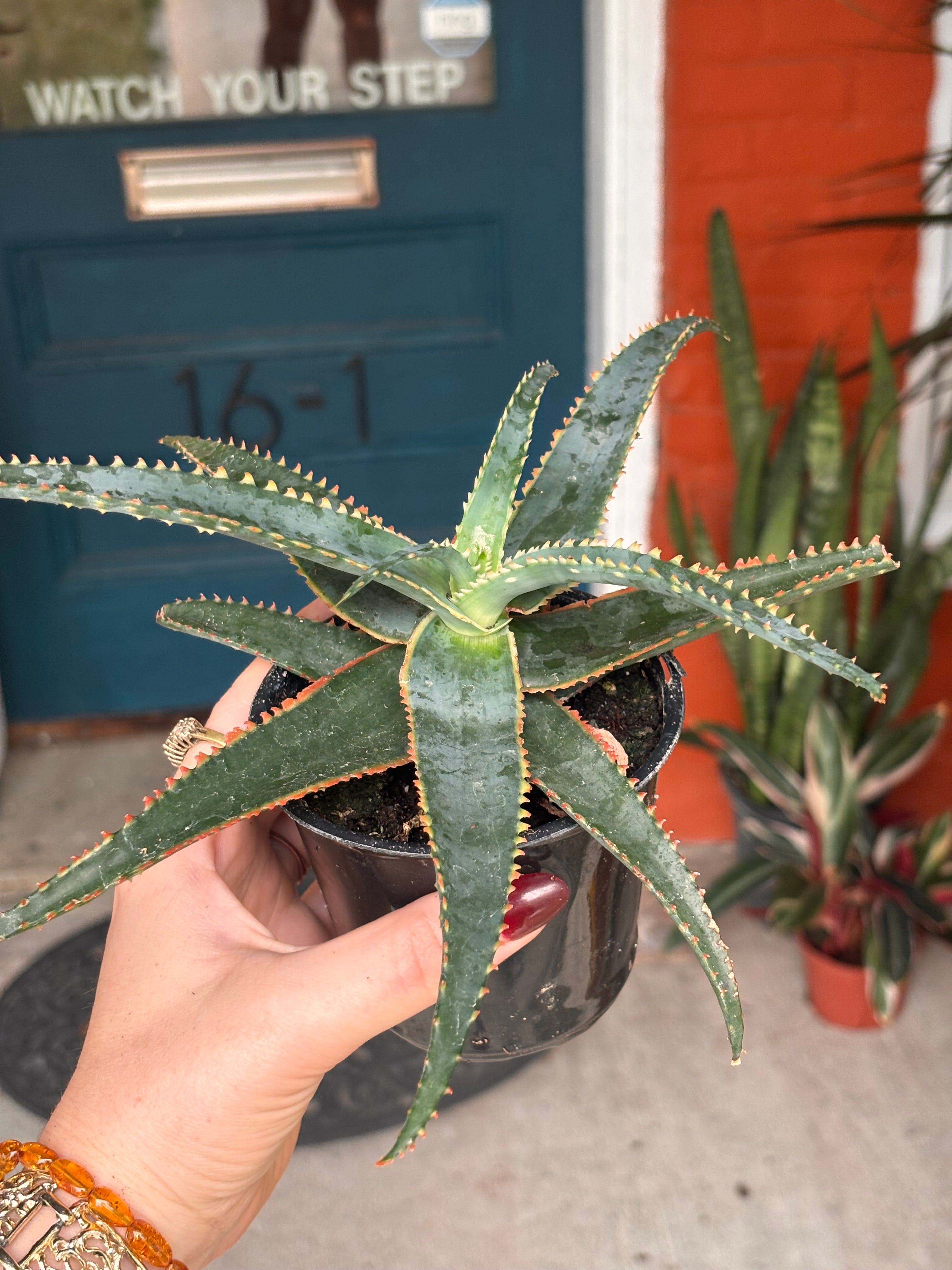 Aloe Christmas sleigh 4 inch