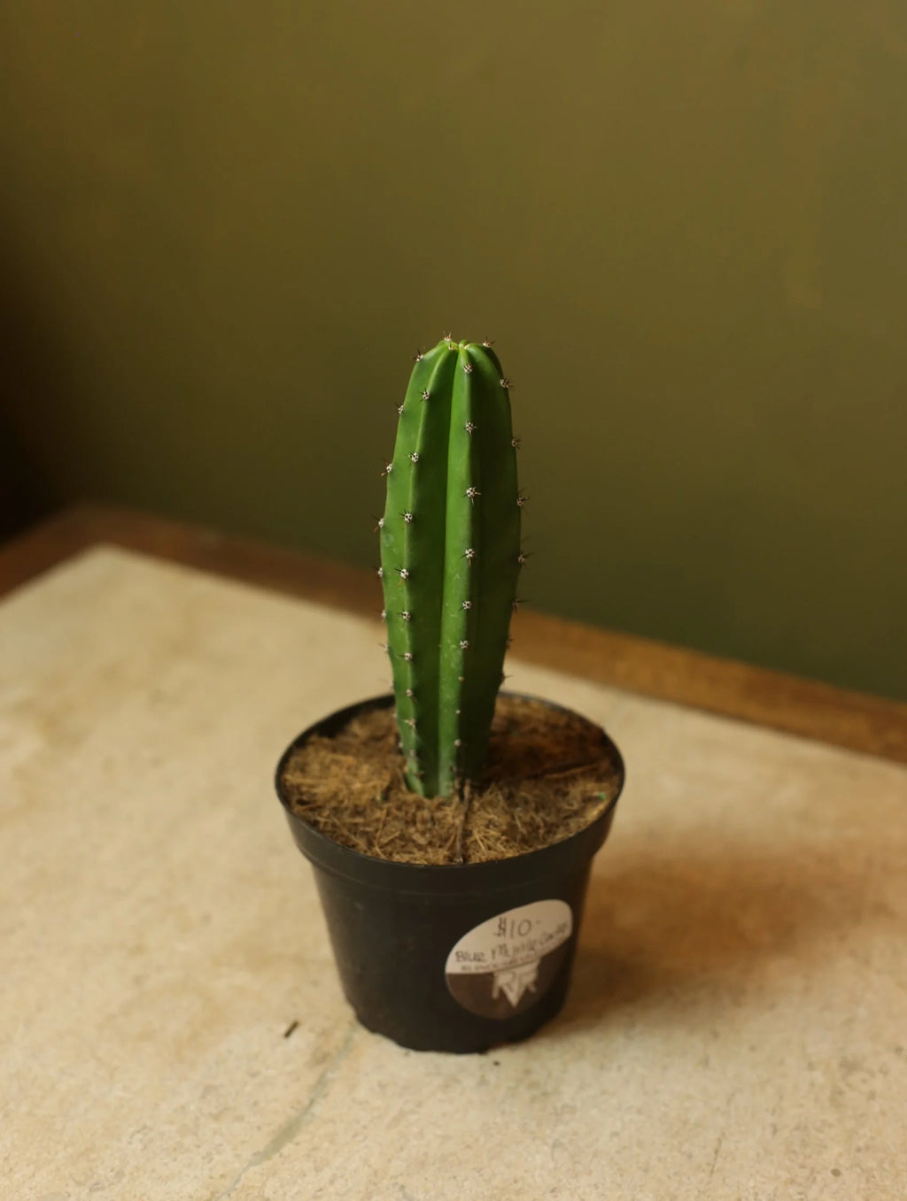 Blue Myrtle Cactus 4 Inch