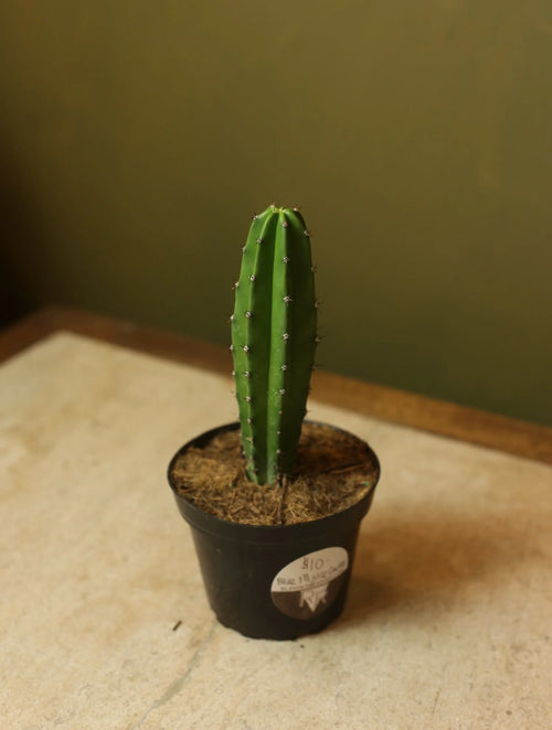 Blue Myrtle Cactus 4 Inch
