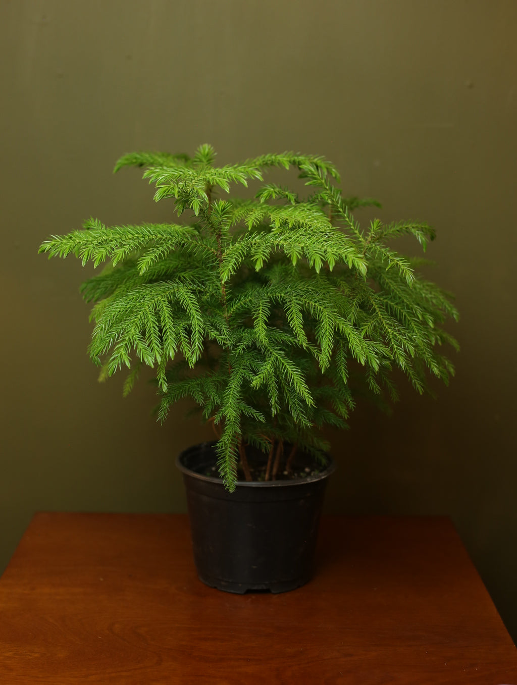 Norfolk Island Pine 6 inch