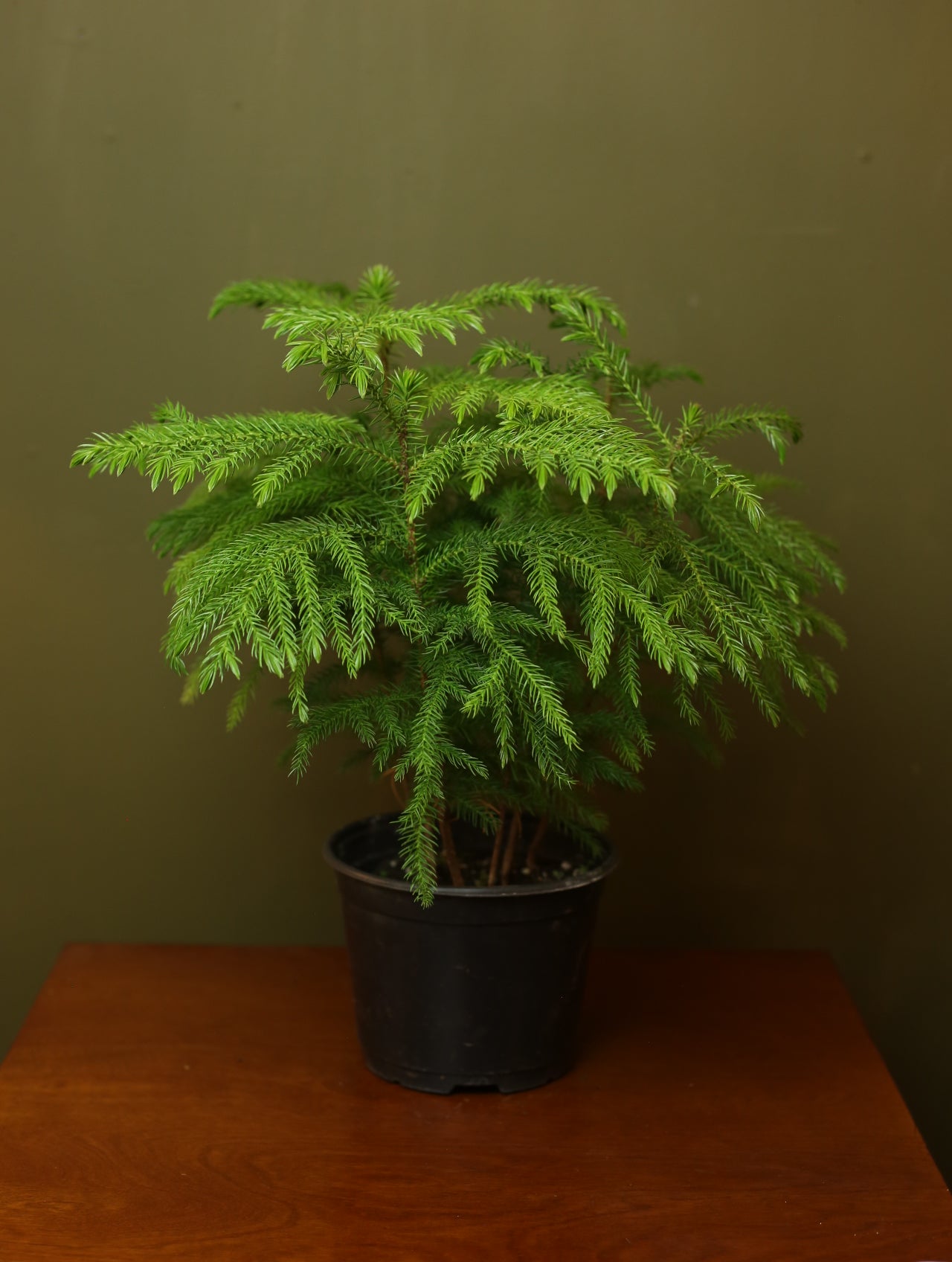 Norfolk Island Pine 6 inch