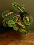 Red Maranta 4 Inch