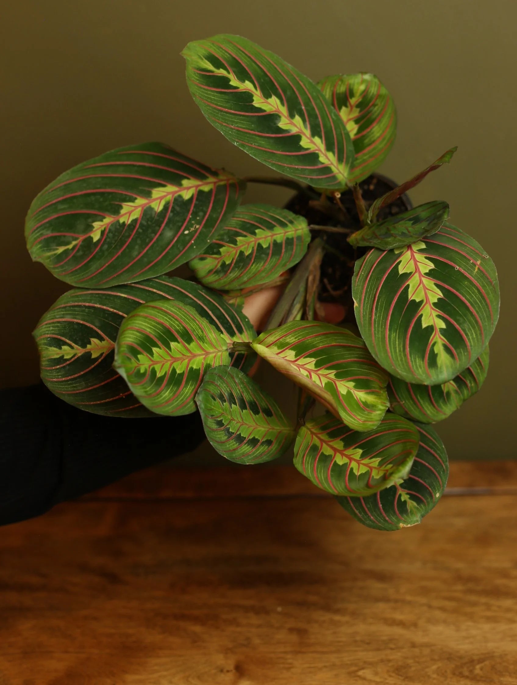 Red Maranta 4 Inch