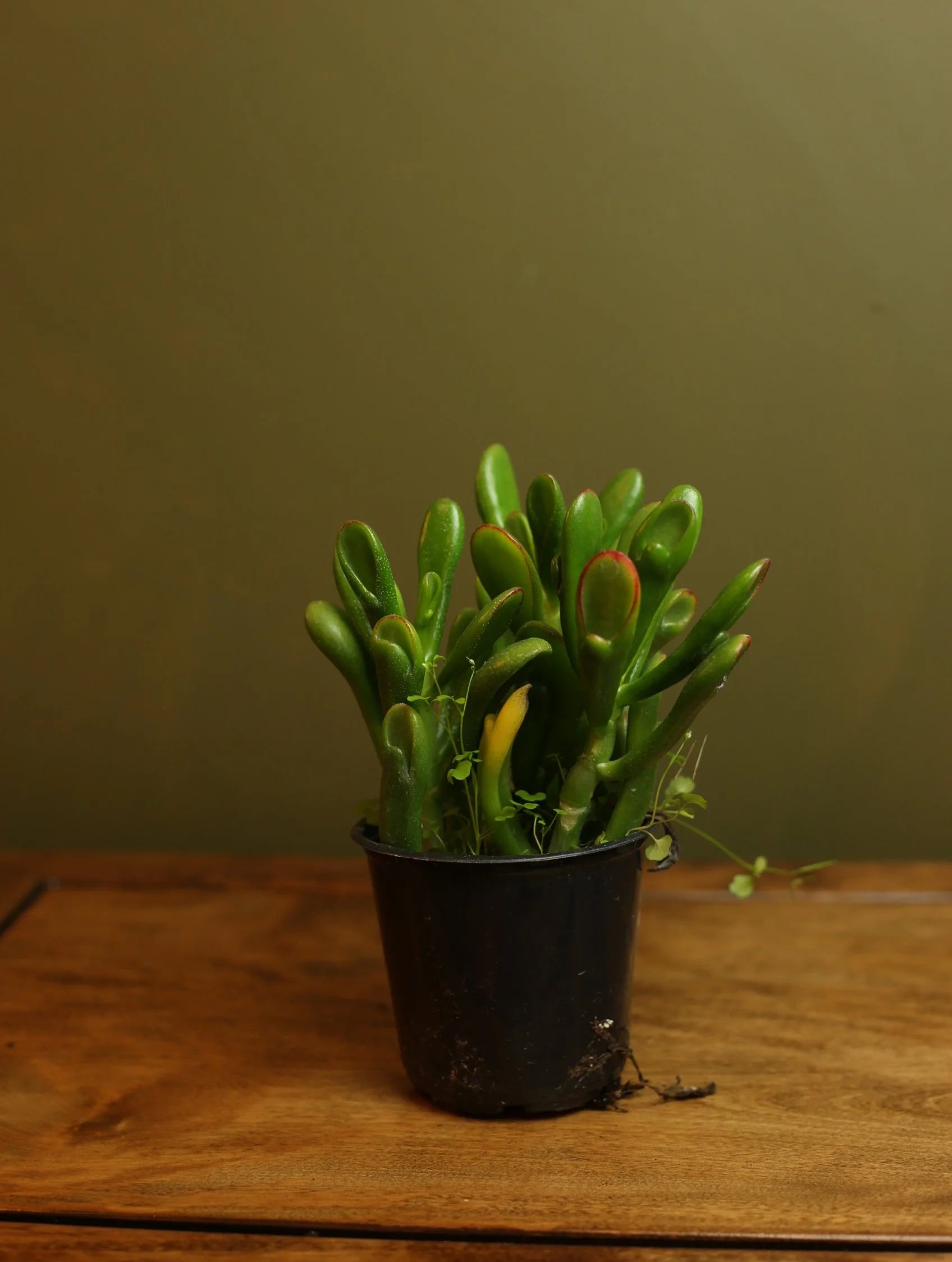Jade 'Gollom' 4 Inch