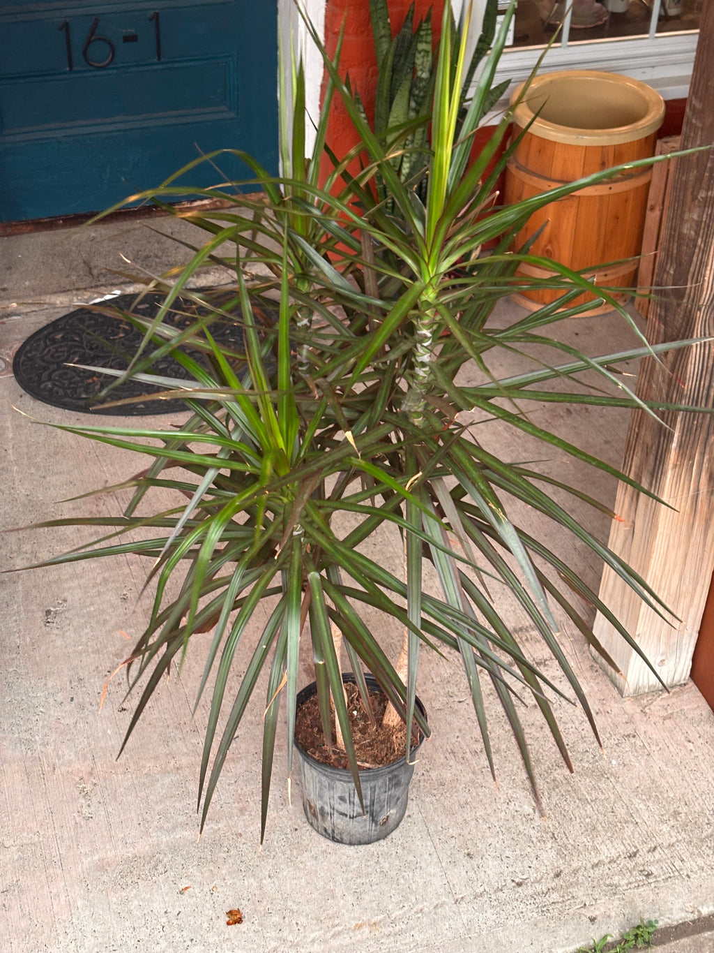 Dracaena Marginata 8 inch