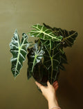 Alocasia Polly 6 Inch