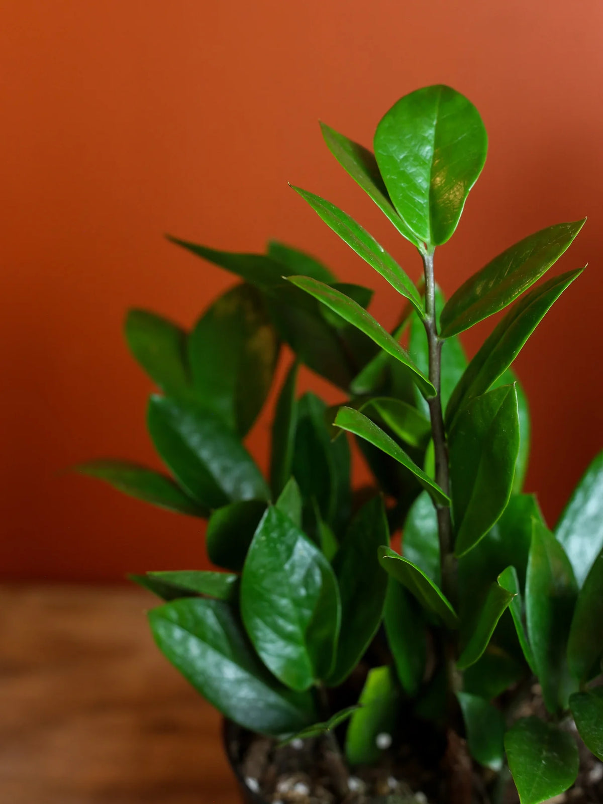 ZZ Plant 6 Inch