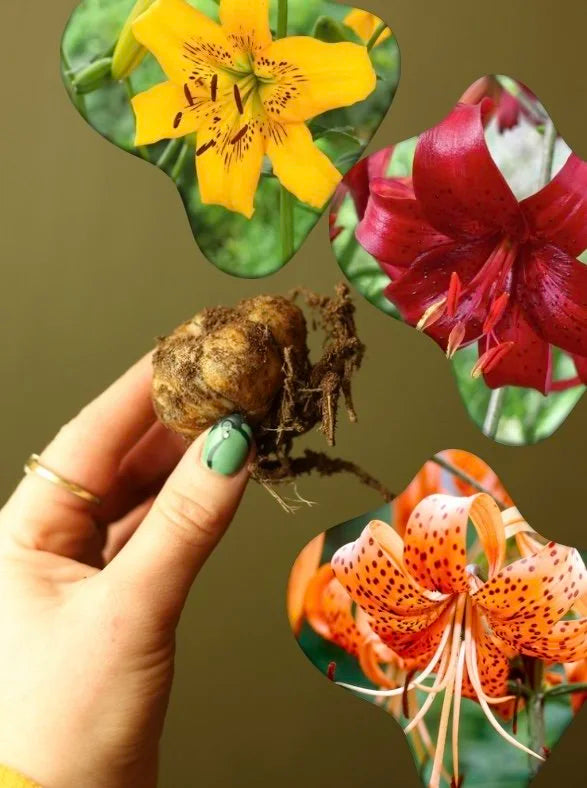 Lily Bulbs