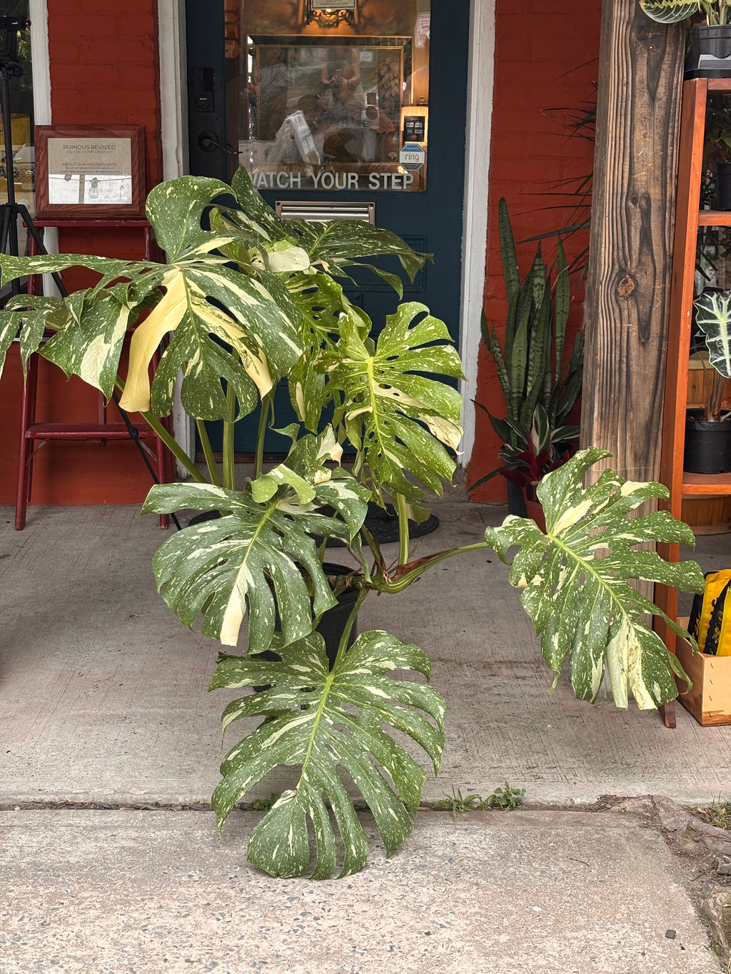 Monstera Thai Constellation