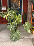 Monstera Thai Constellation