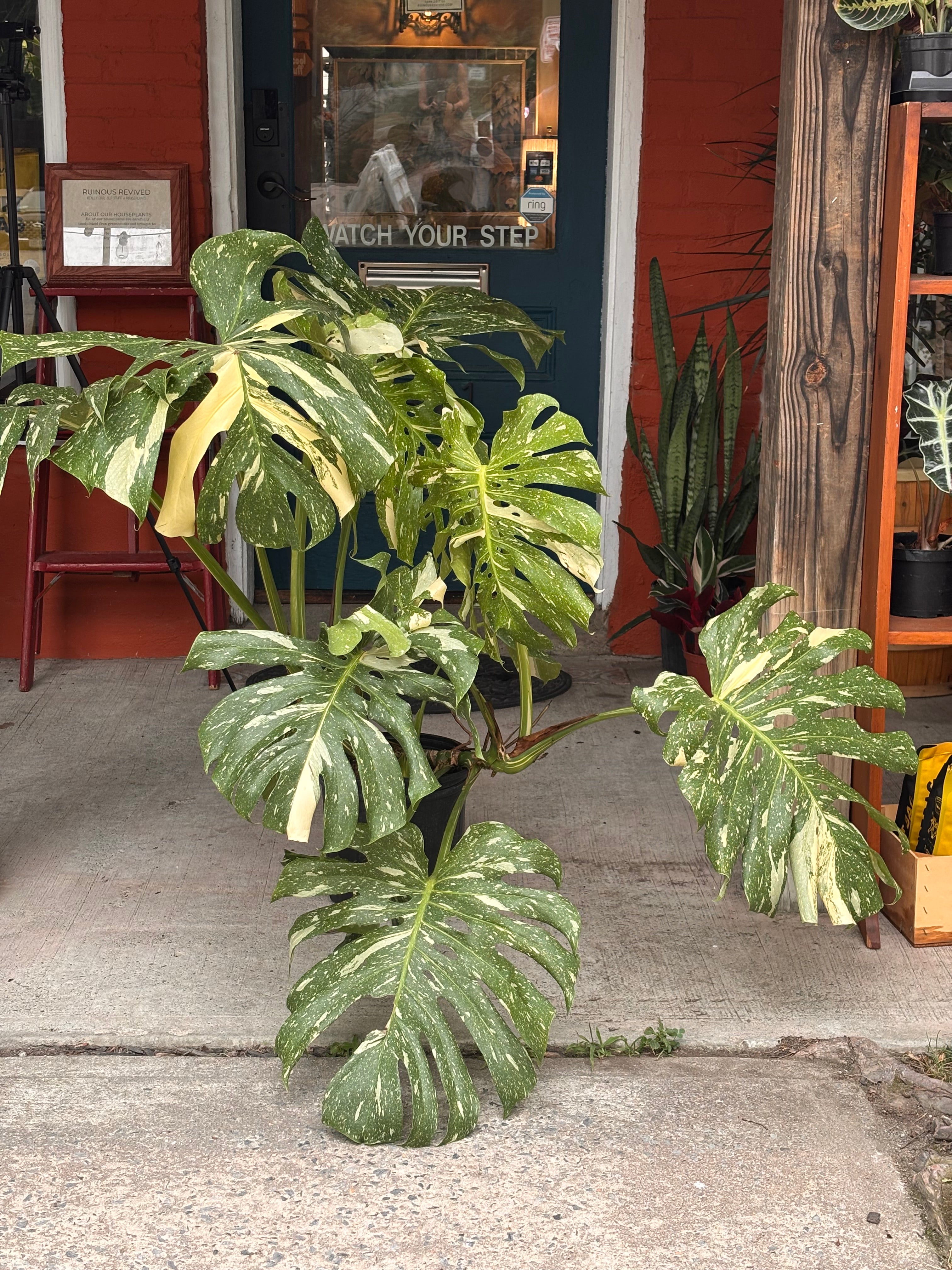 Monstera Thai Constellation