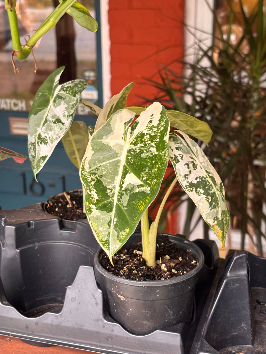 Alocasia Frydek 4 inch