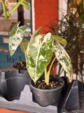 Alocasia Frydek 4 inch