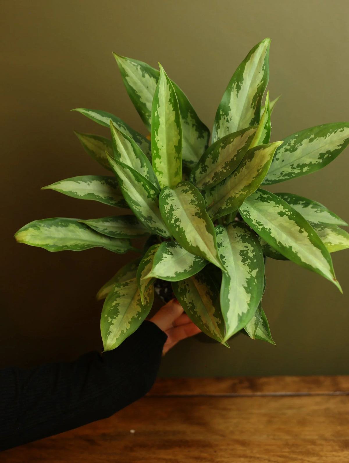 Chinese Evergreen Romeo 6 Inch