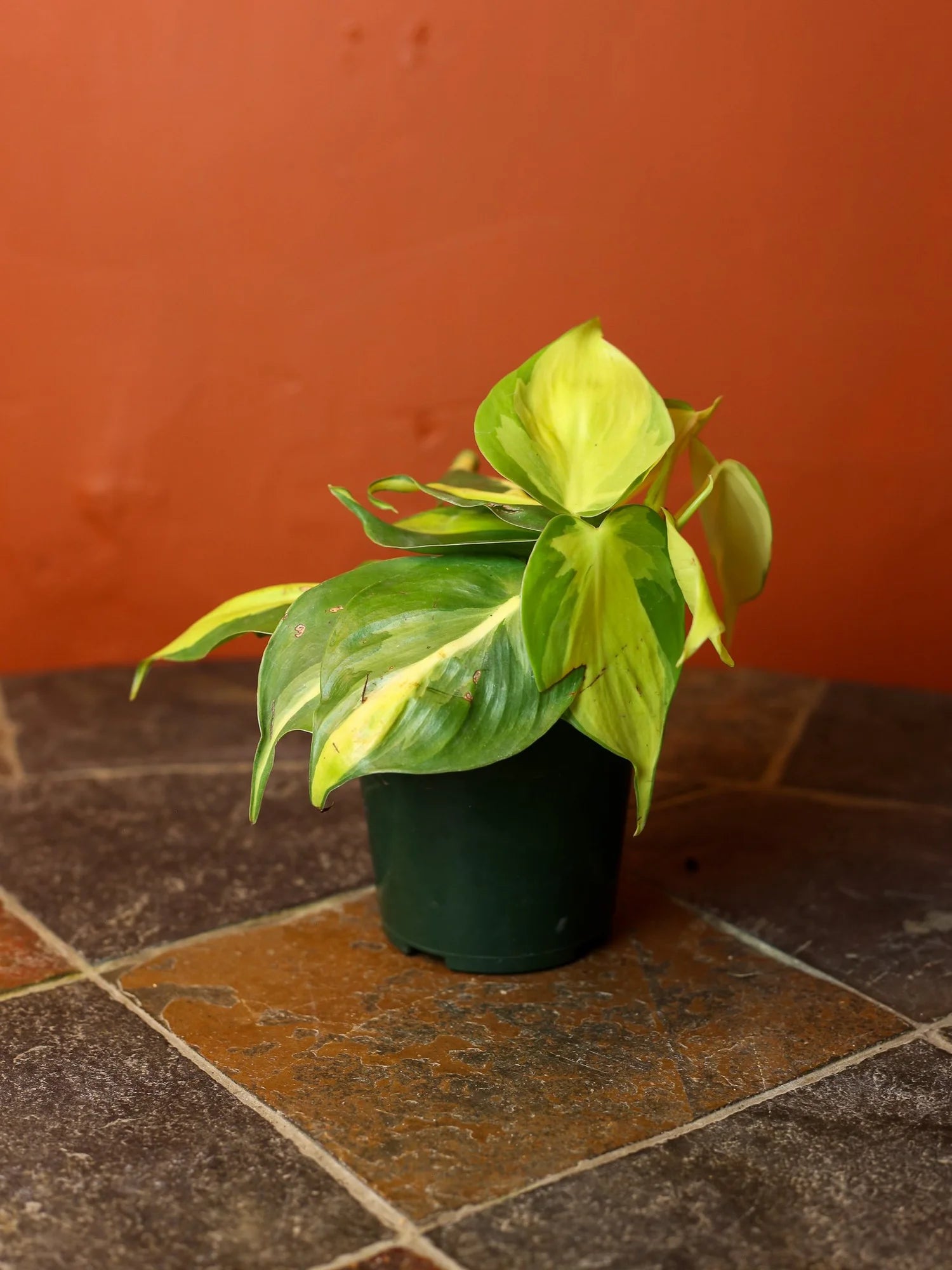 Philodendron Brasil 4 Inch