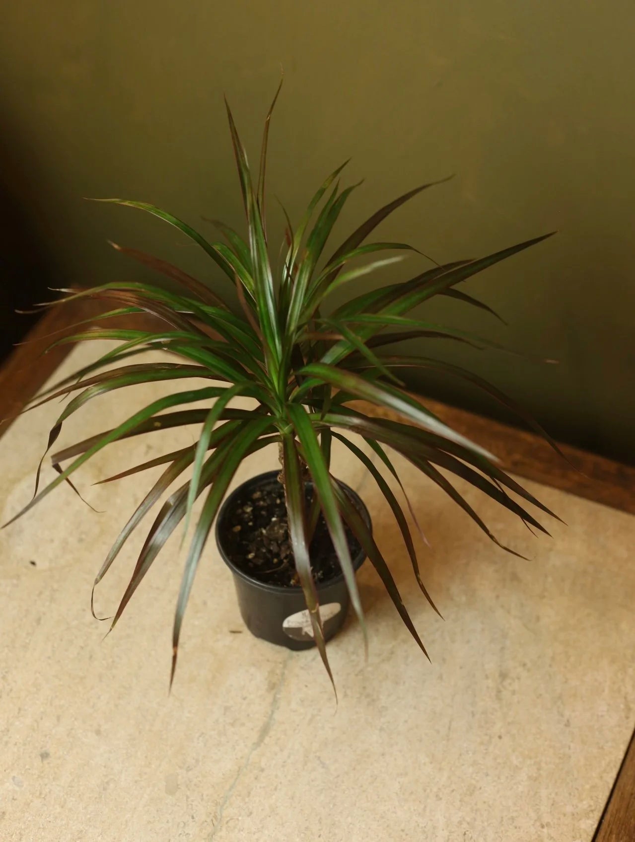 Dragon Tree 4 Inch
