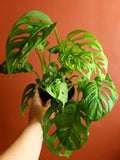 Monstera Adansonii 4 Inch