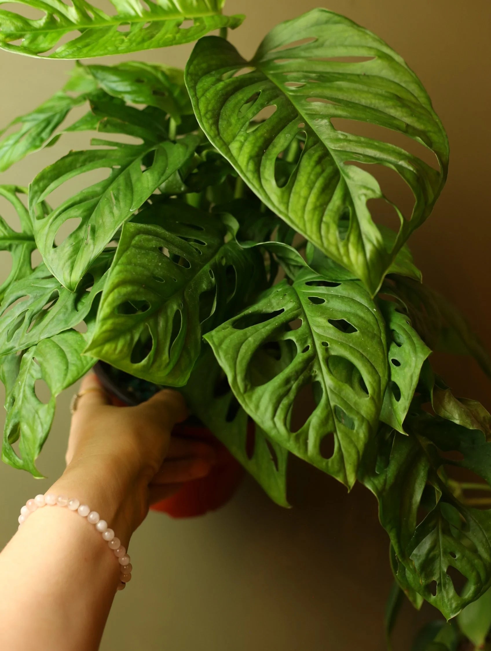 Monstera Adansonii 6 Inch