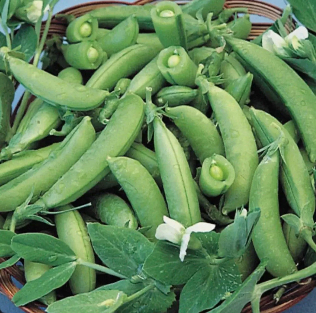 Super Sugar Snap Peas Seeds