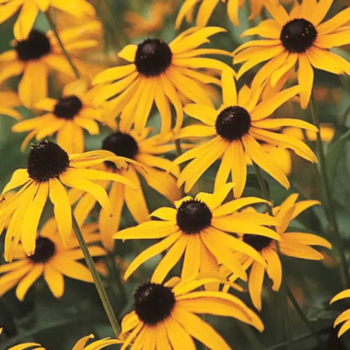 Black Eyed Susan Flower Seeds