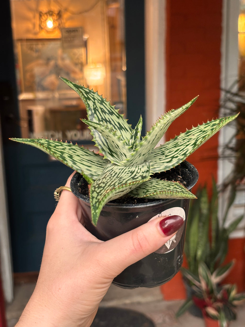 Aloe White Clone 4 inch