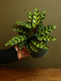 Calathea Rattlesnake 6 inch