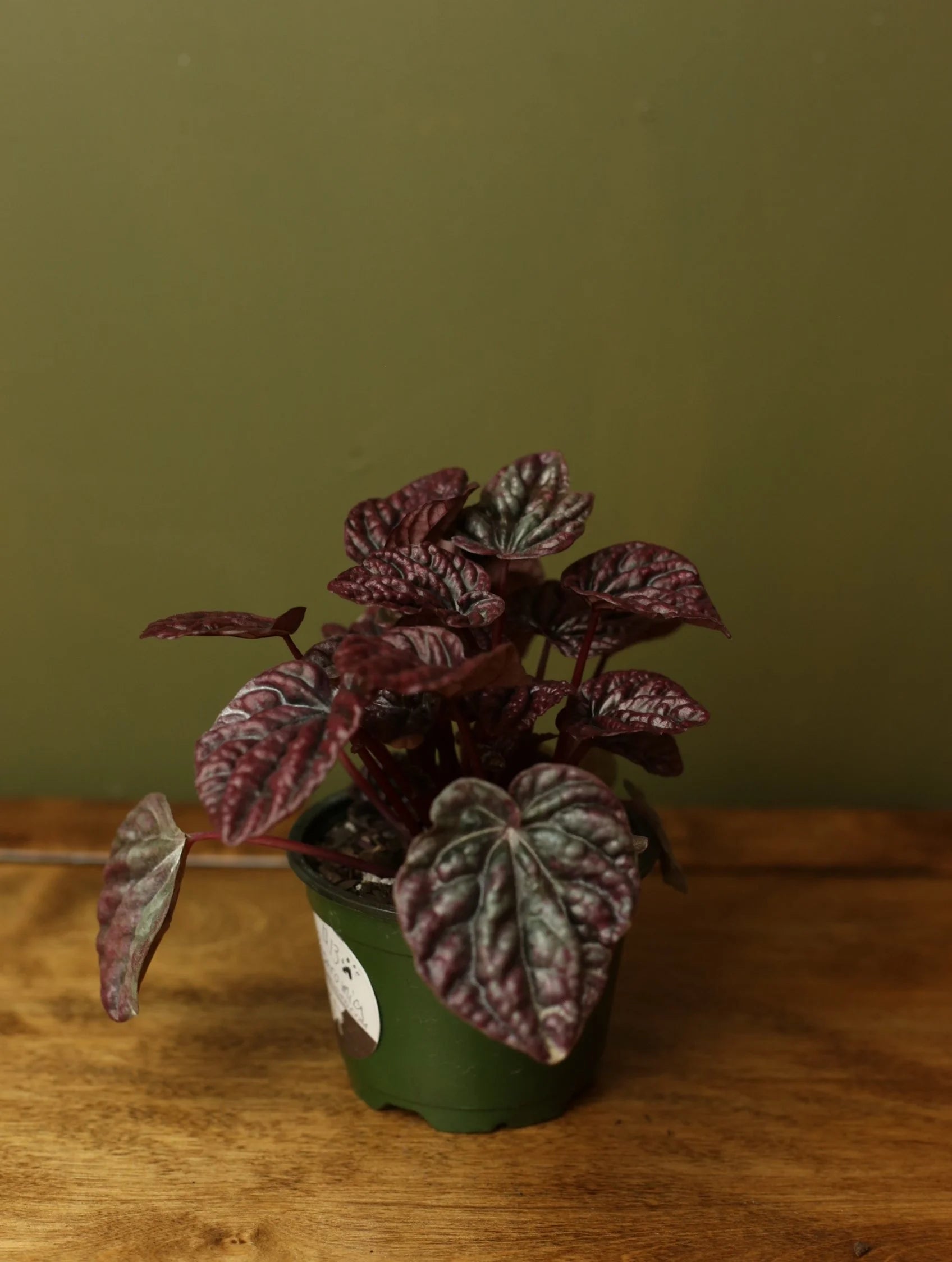 Peperomia Red Ripple 4 Inch