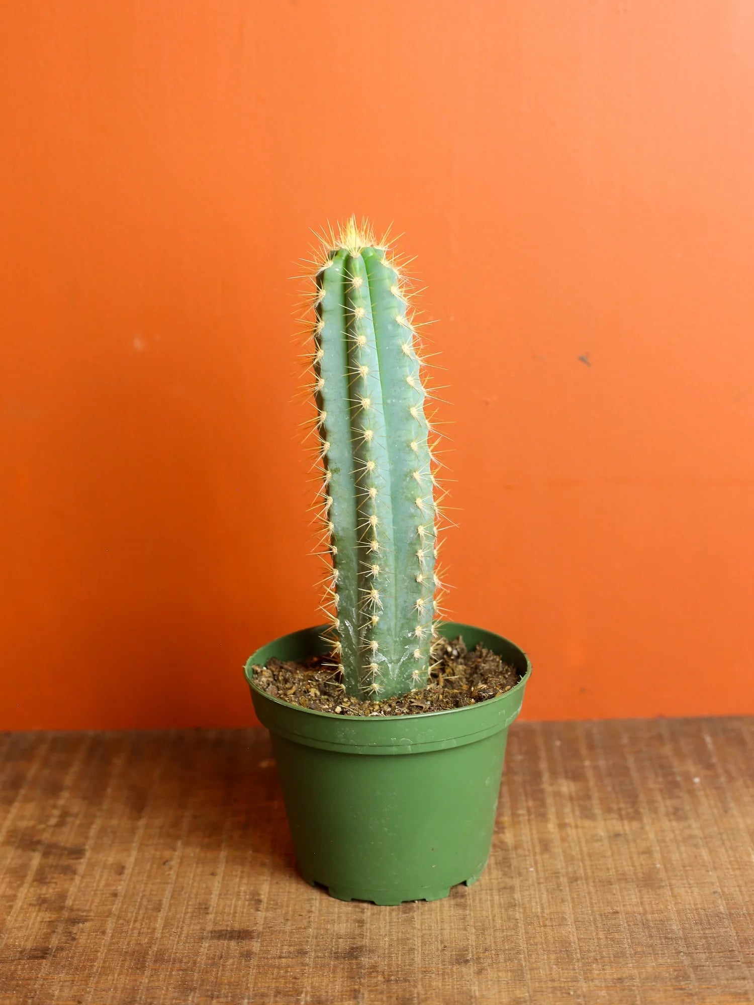 Blue Columnar Cactus 4 Inch