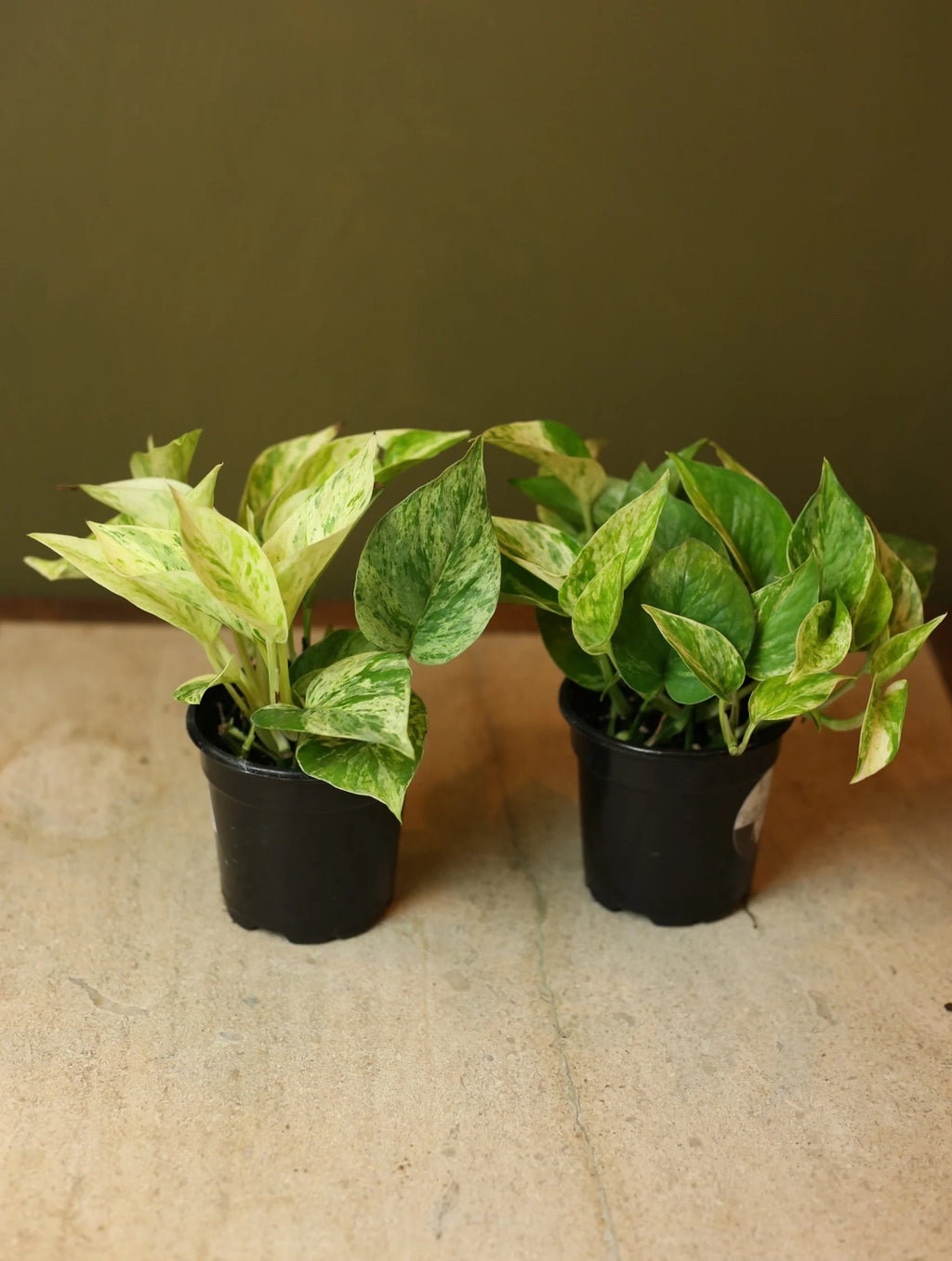Marble Queen Pothos 4 Inch