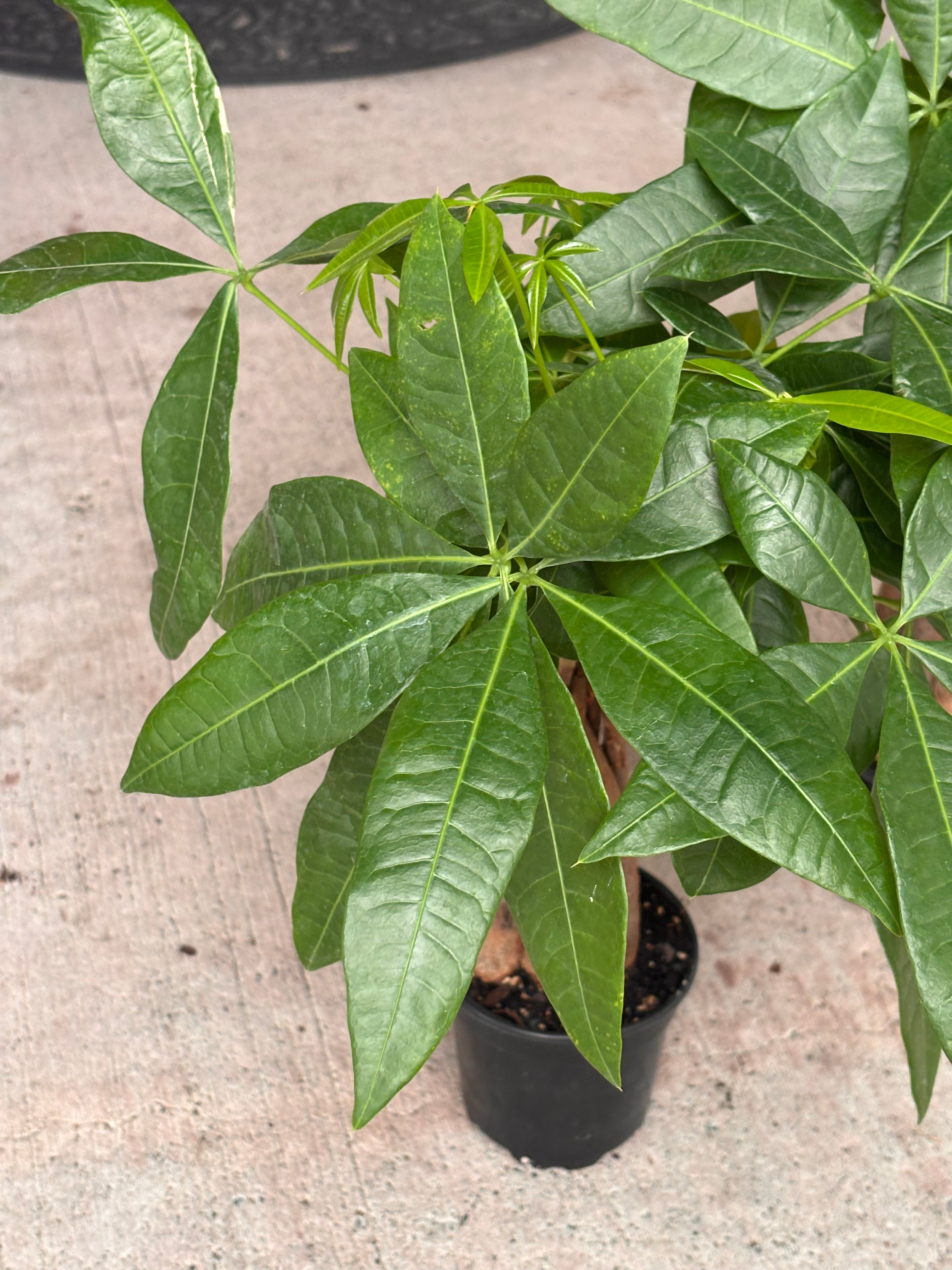 Money tree 4 inch