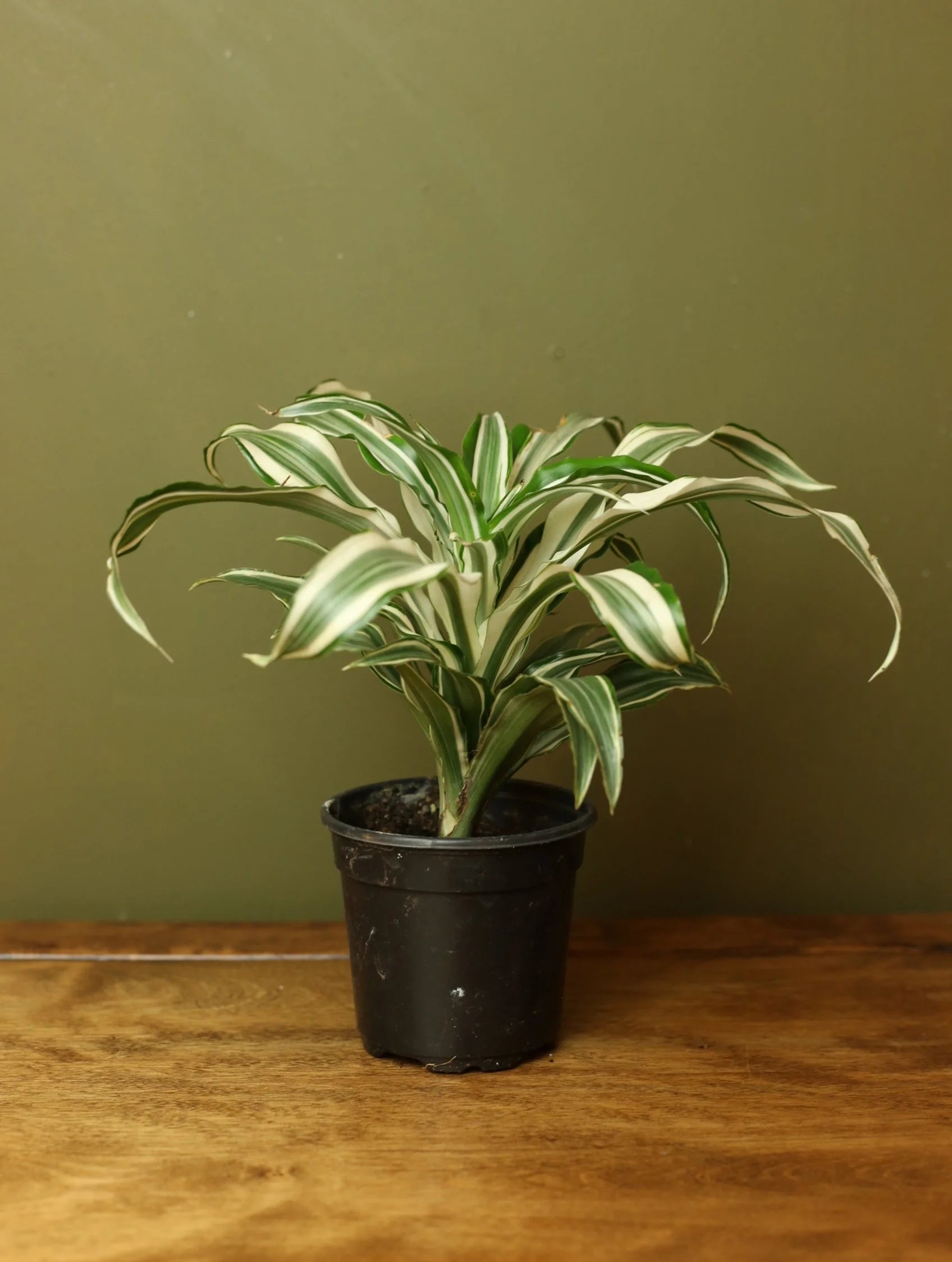 Dracaena Jade Jewel 4 Inch