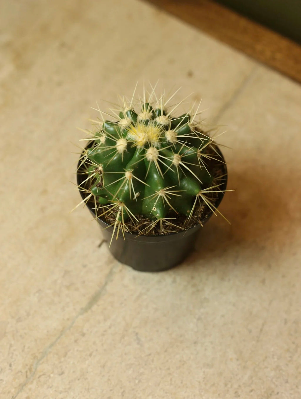 Golden Barrel Cactus 4 Inch
