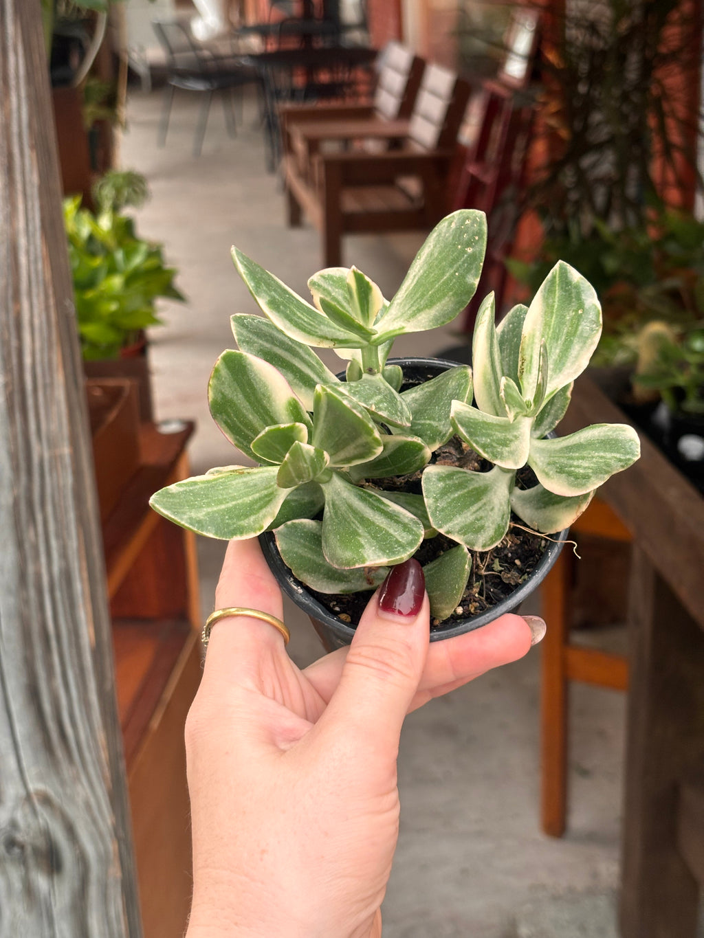 Variegated Jade Plant 4 inch