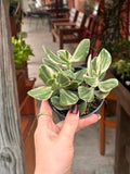Variegated Jade Plant 4 inch
